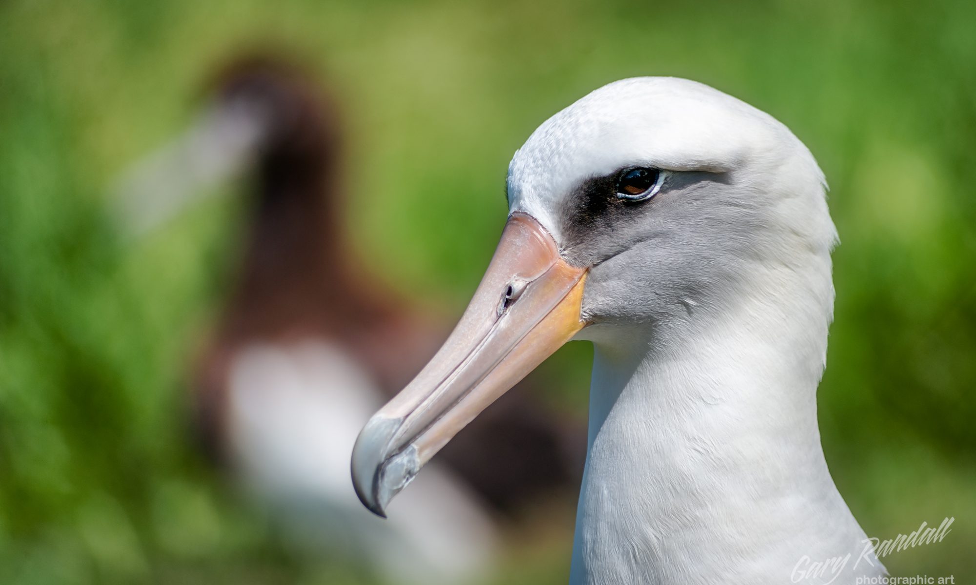 Gooney Bird - Laysan Albatross