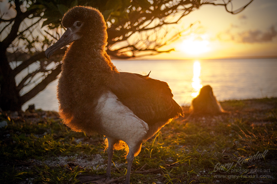 Sunrise at Midway Island