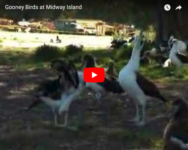 Gooney Birds at Midway Island