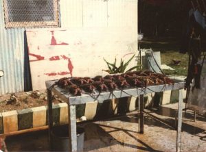 The Lobster Table at Koral Kings