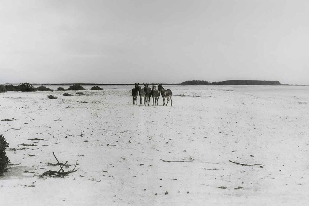 A Group of Donkeys on Eastern Island