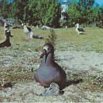 Midway Island Postcard