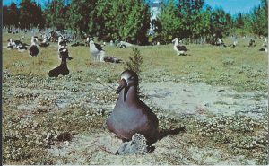 Midway Island Postcard