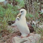 Midway Island Postcard